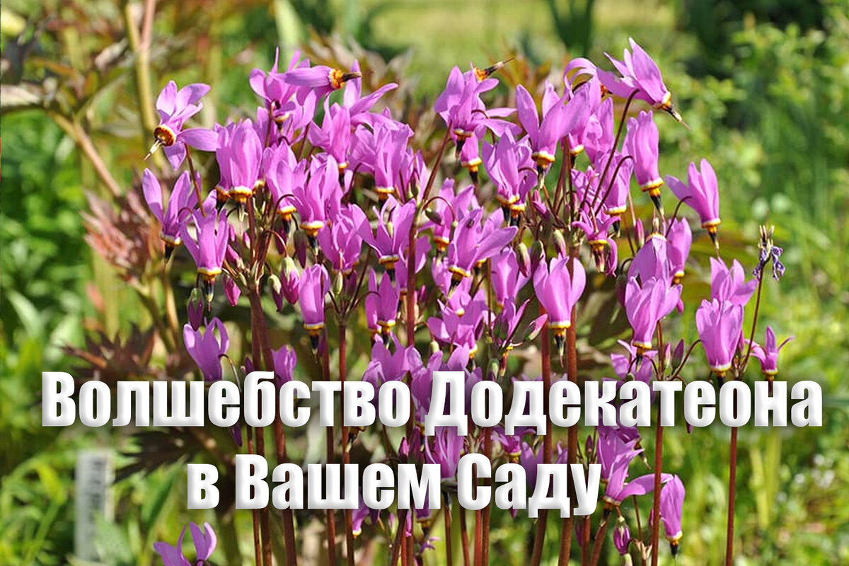 Волшебная Красота, Которая Оставит Вас Без Слов