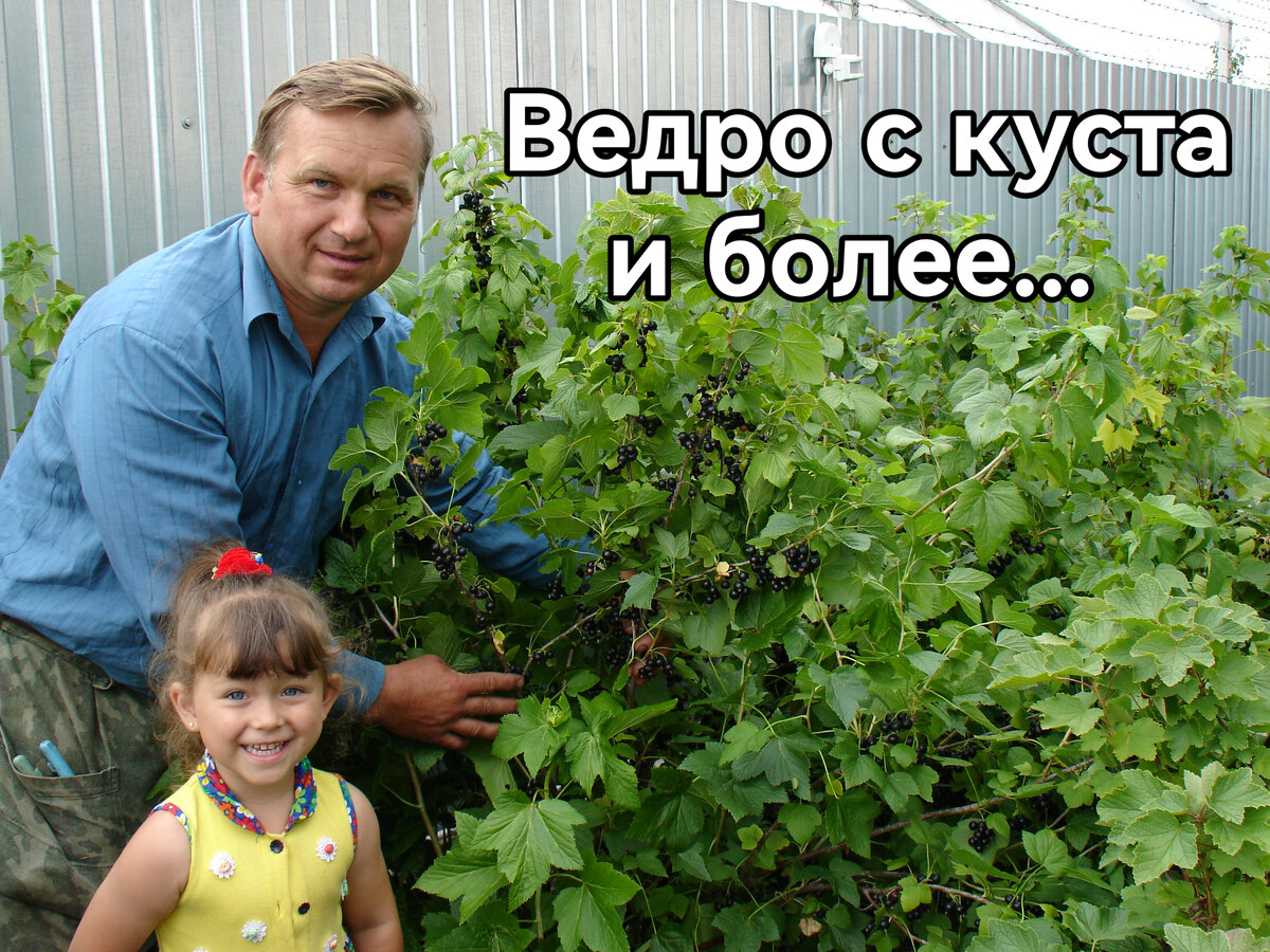 При правильной обрезке, урожай будет такой, что без помощницы не соберете.