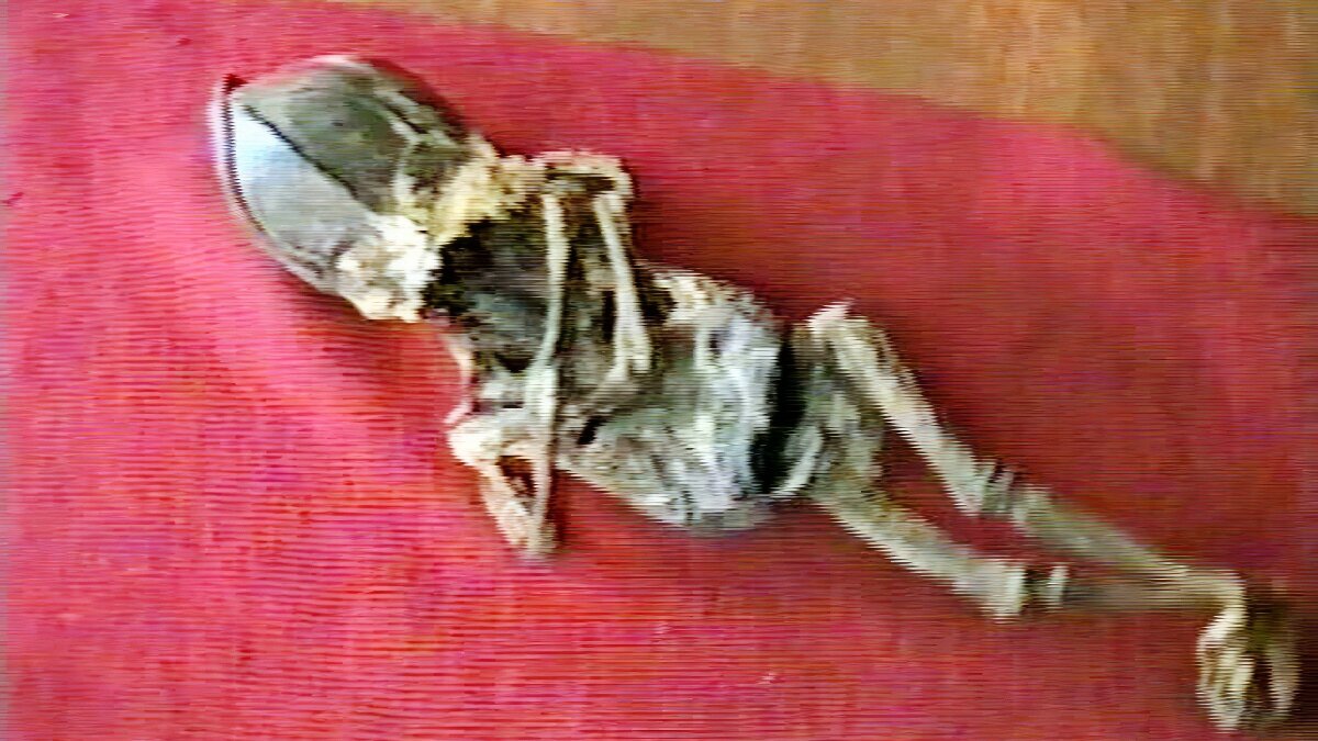 Кыштымский карлик Алешенька. Скрин с единственного сохранившегося видео осмотра существа