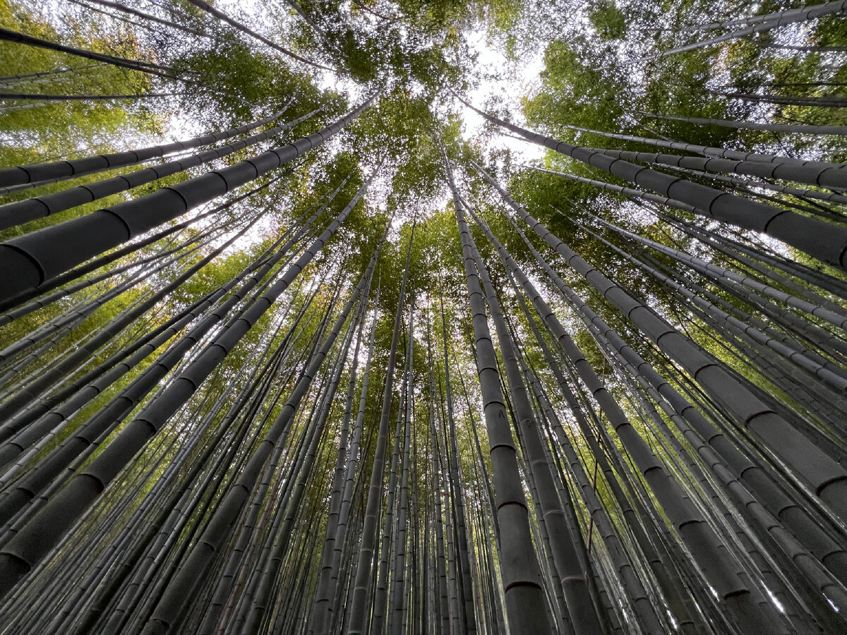 Бамбуковый лес Ахопсан. Фото автора 