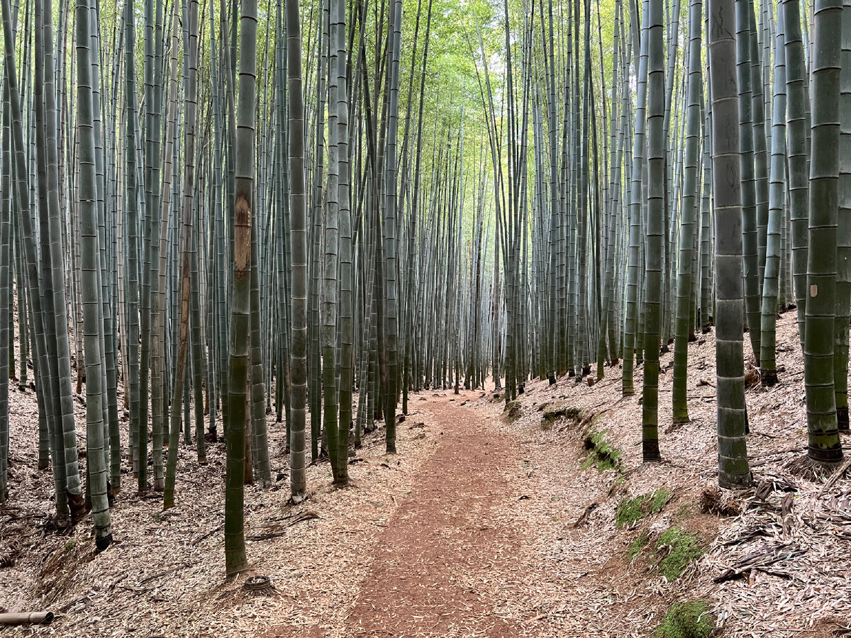 Бамбуковый лес Ахопсан. Фото автора