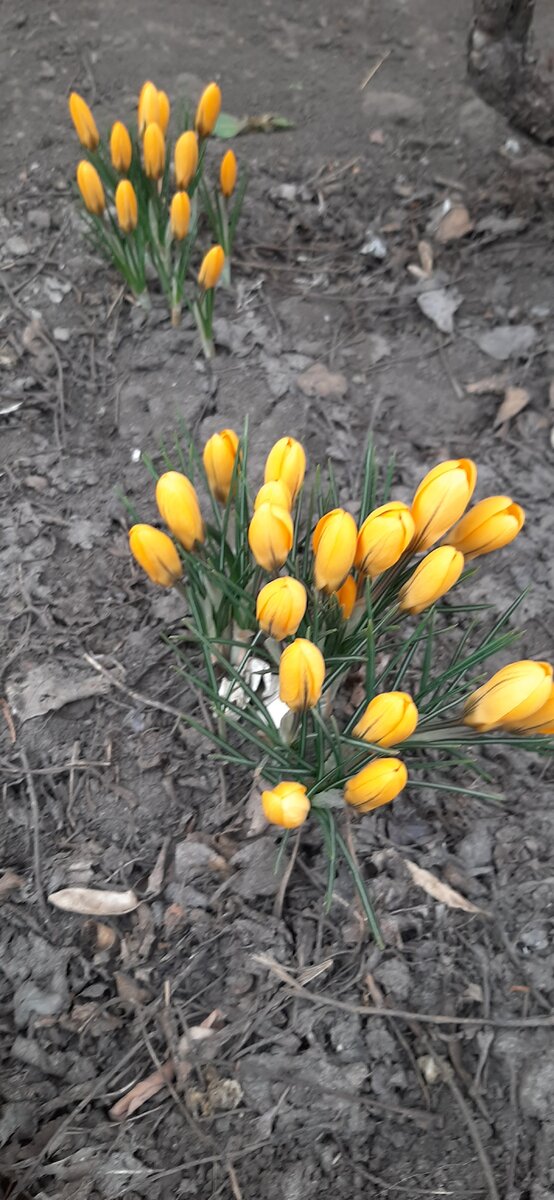 Говорят что это Крокусы!! На обратном пути еще оставались такими же!!! Мы не долго были на Эльбрусе.