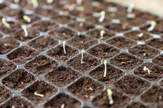 Семена плохо сбрасывают семенную оболочку. 