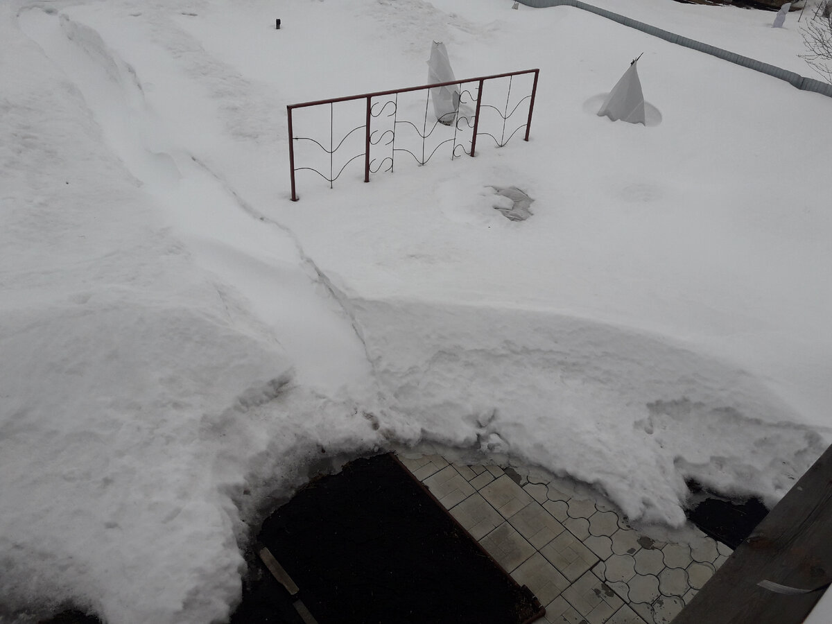 21 марта 2020 г, показалось высокое укрытие с плетистой розой