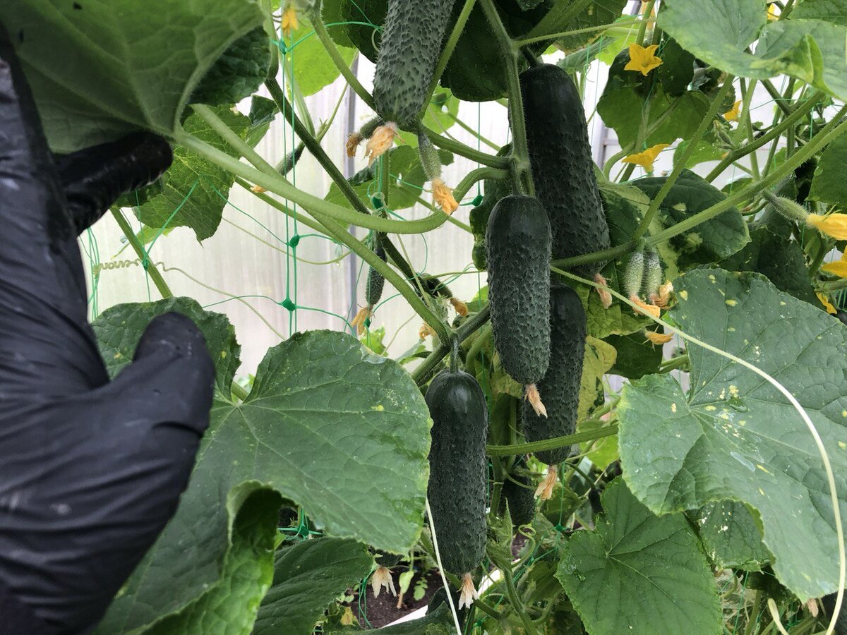 Всегда подкармливаю огурцы золой