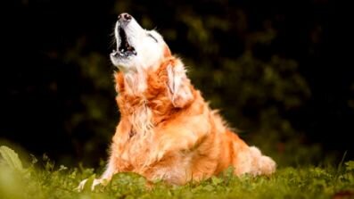 Глазки прикрыв, возносят звери песню к небу...