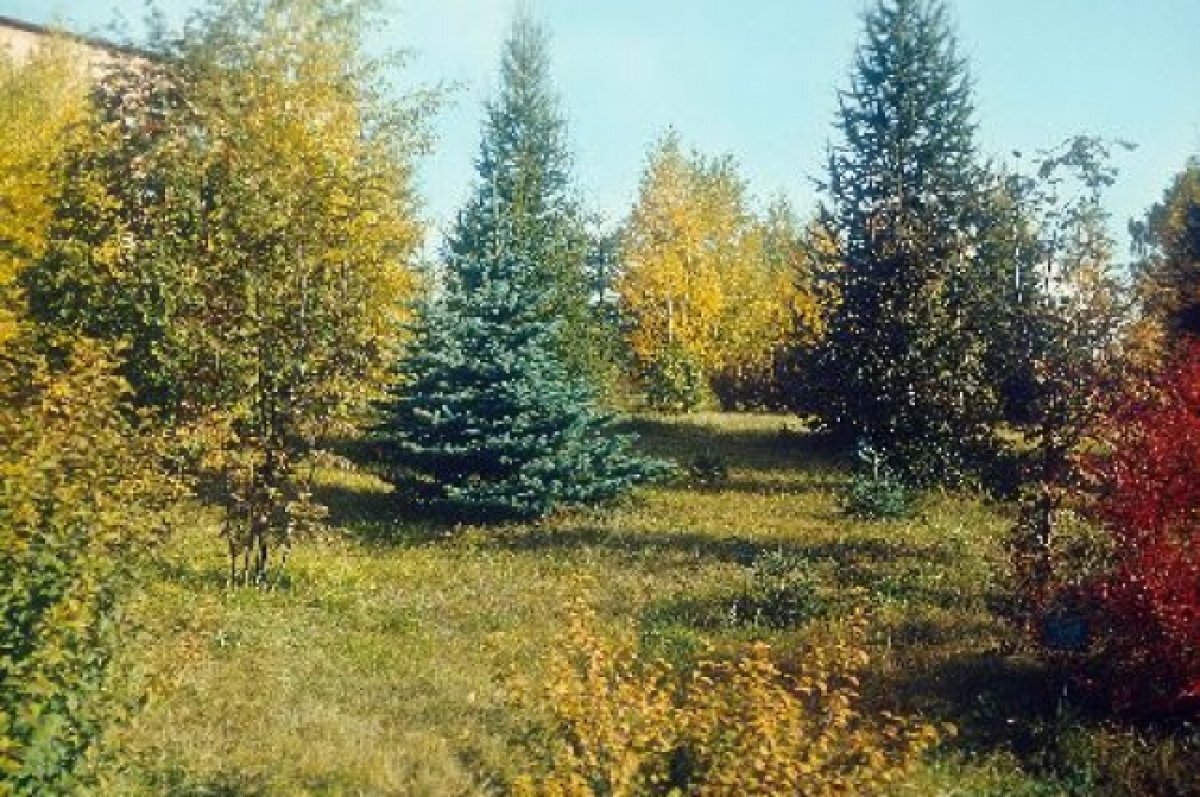    Дендрарий в Академгородке Красноярска сохранит охранный статус