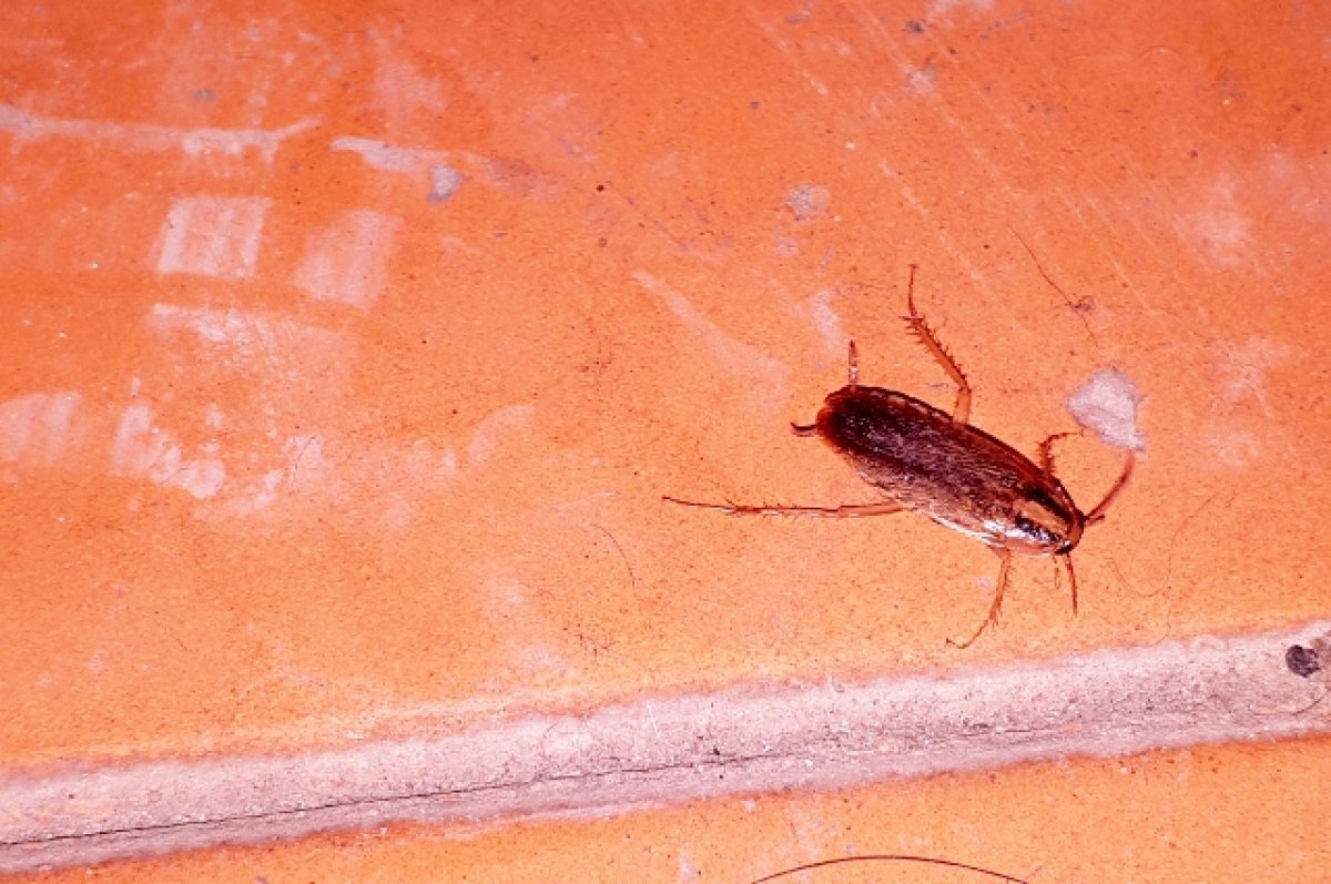    Ещё несколько родителей подтвердили, что их дети тоже жаловались на насекомых