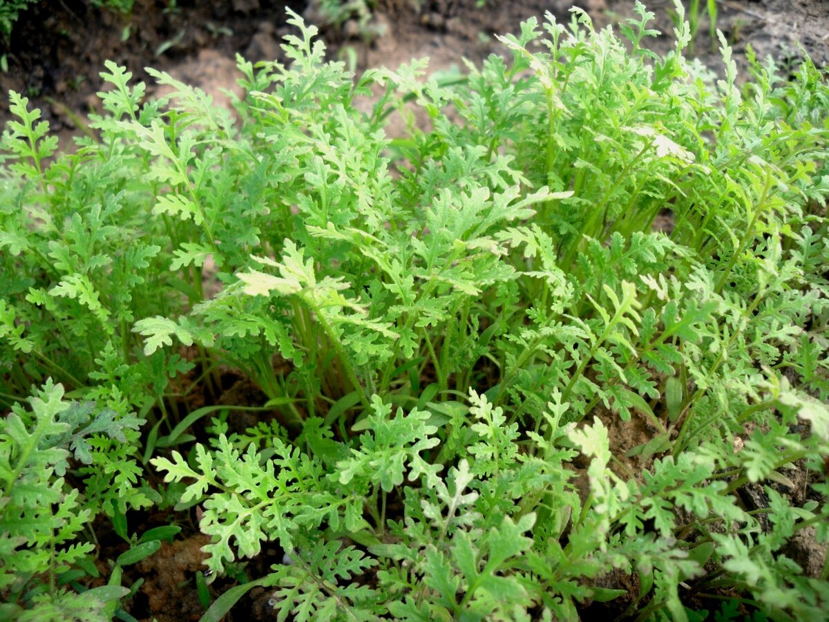    Грядка фацелии. Фото автора