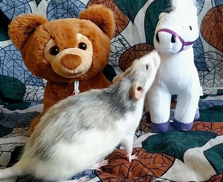 Коня вижу! А где же принц?!