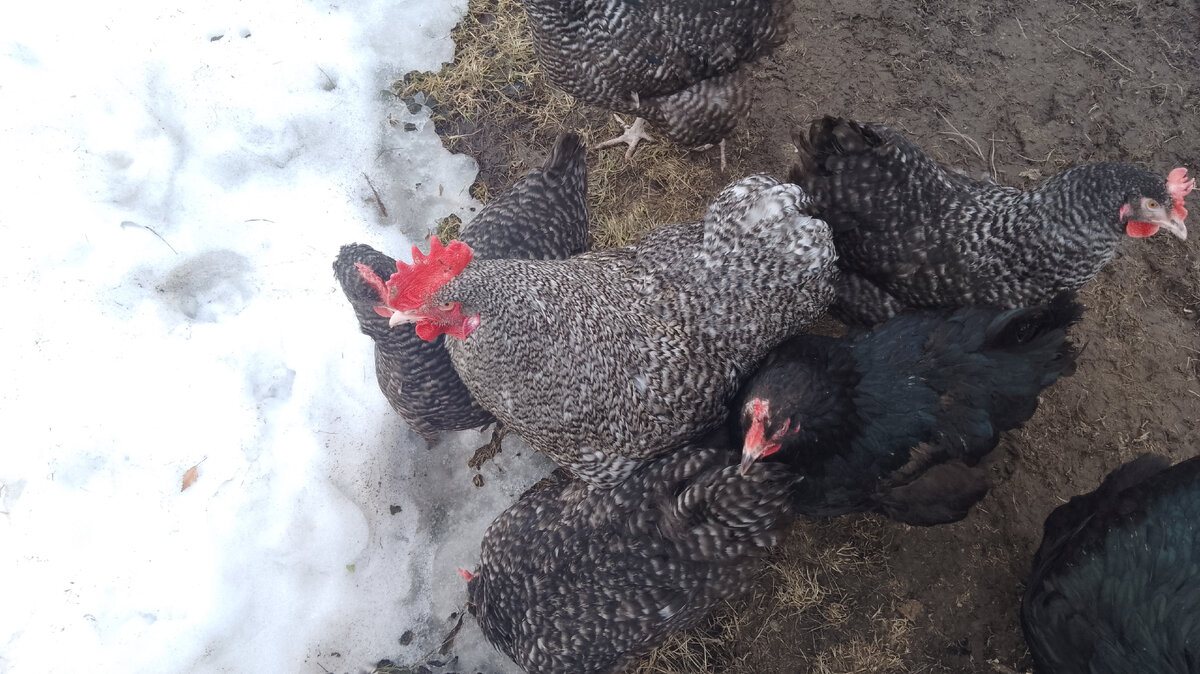 Мясные бесплатные куры на прогулке 