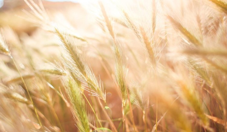    Манипуляции геном токсичного алколоида в ячмене открывает новые возможности для селекции культуры