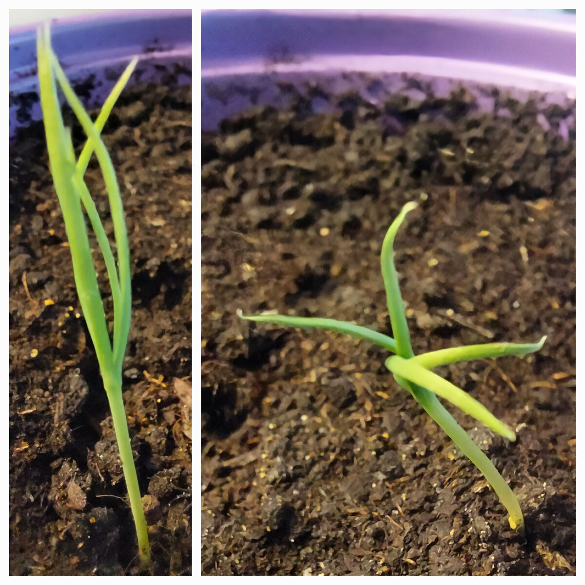 Они же крупным планом.