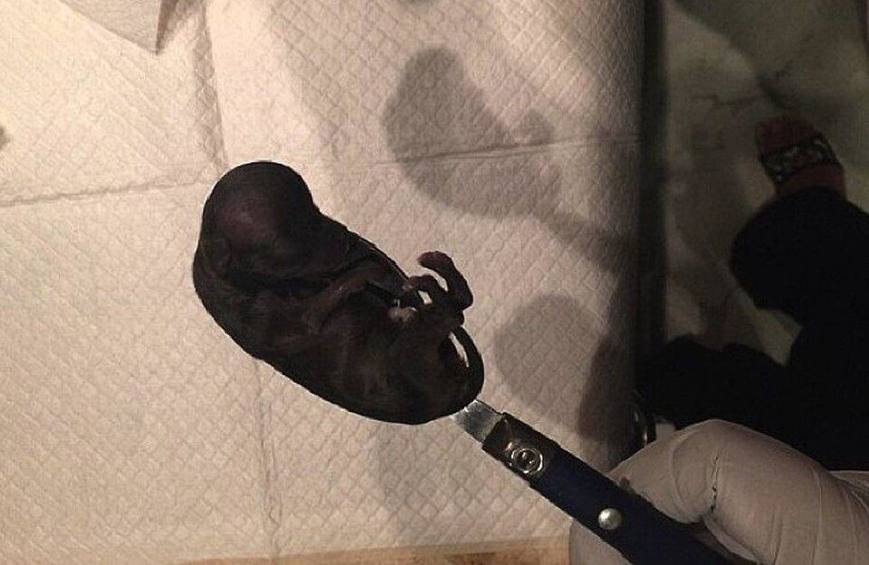 Только взгляните на ее лапки