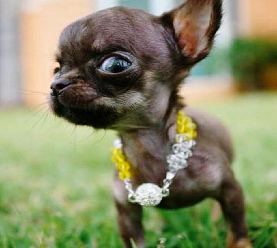 Маленькая, но с сильным характером