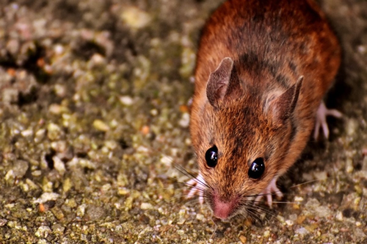    На борьбу с мышиной лихорадкой на Кумысной поляне потратят 3,4 млн рублей