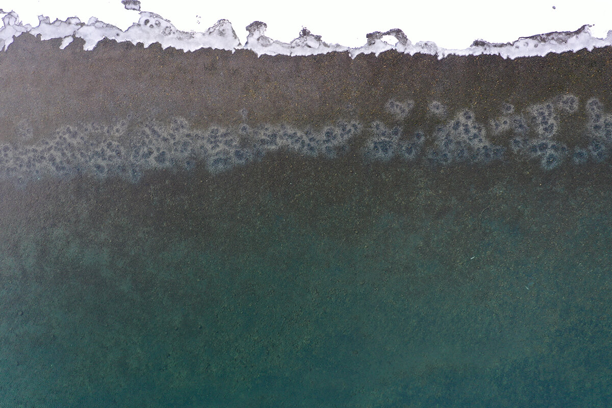 Михаил Малин / Кроноцкий заповедник📷Следы кормежки лебедей на нерестилище нерки