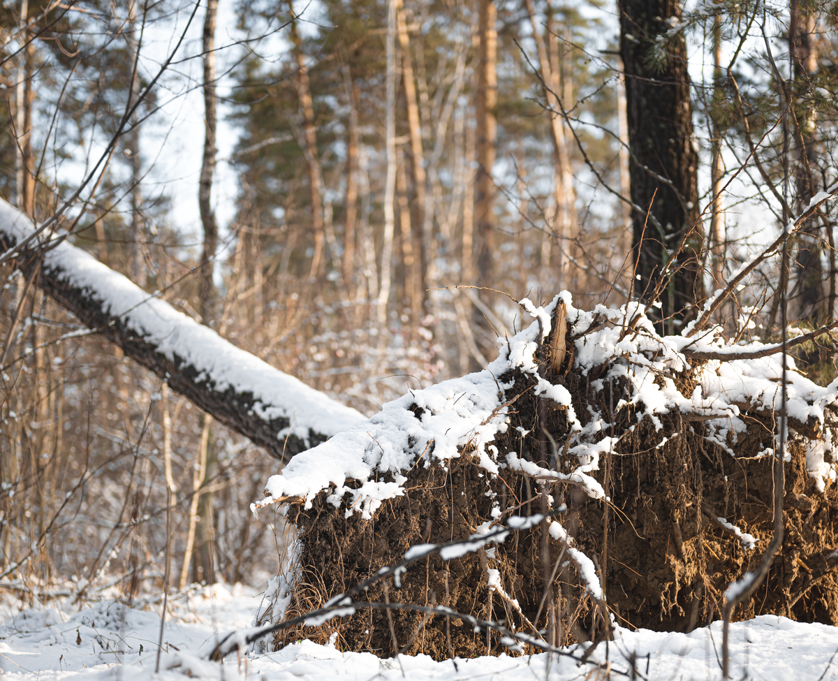Дерево с вывороченным корнем. Фото Даниила Жданова 