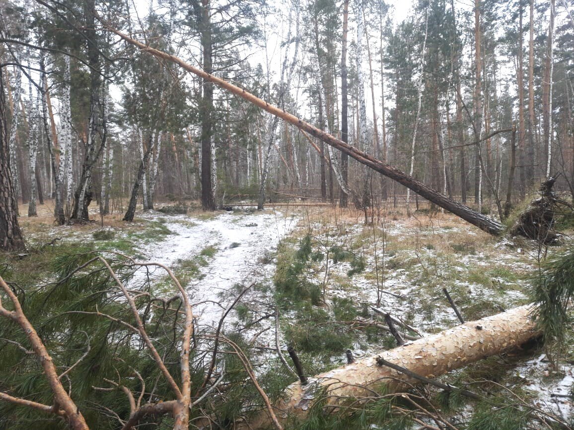 Лес сразу после стихии. Ноябрь 2023 года. Павловское лесничество 
