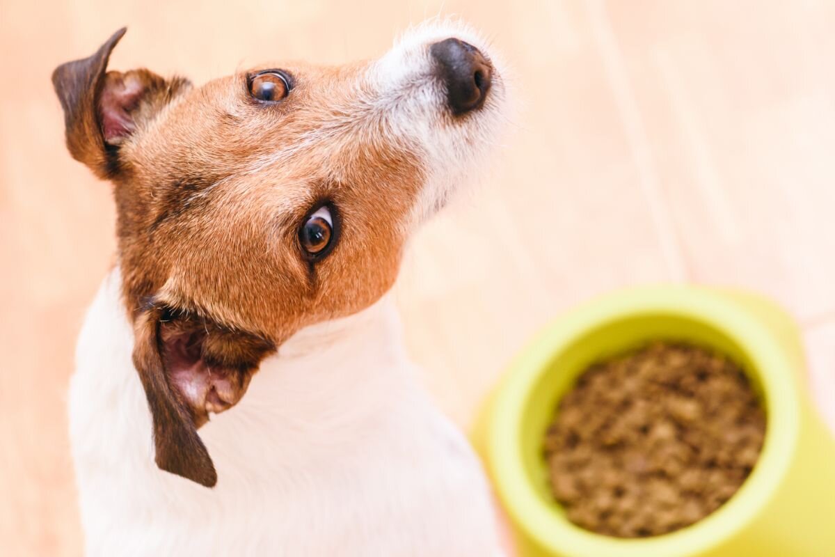 Собака рядом с миской 