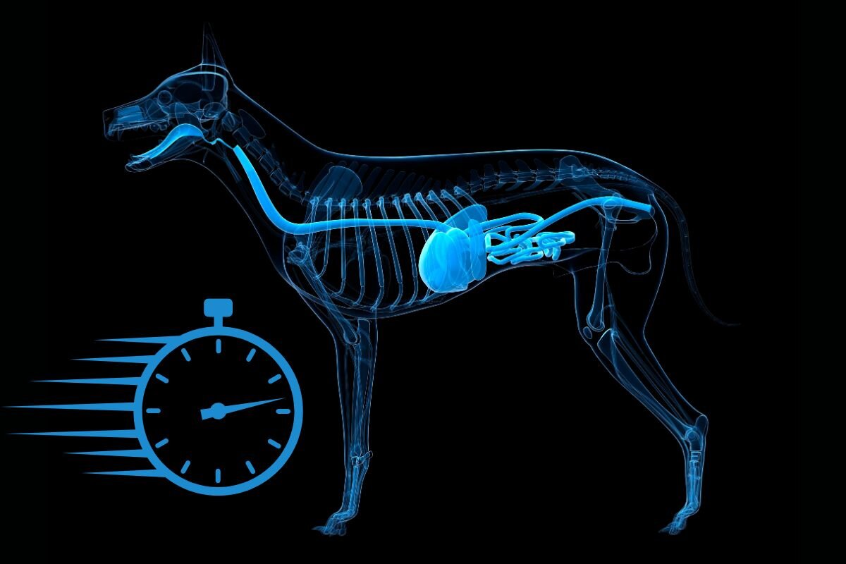 Сколько времени собака переваривает пищу?