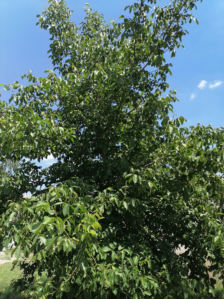 Грецкий орех легко узнаваем