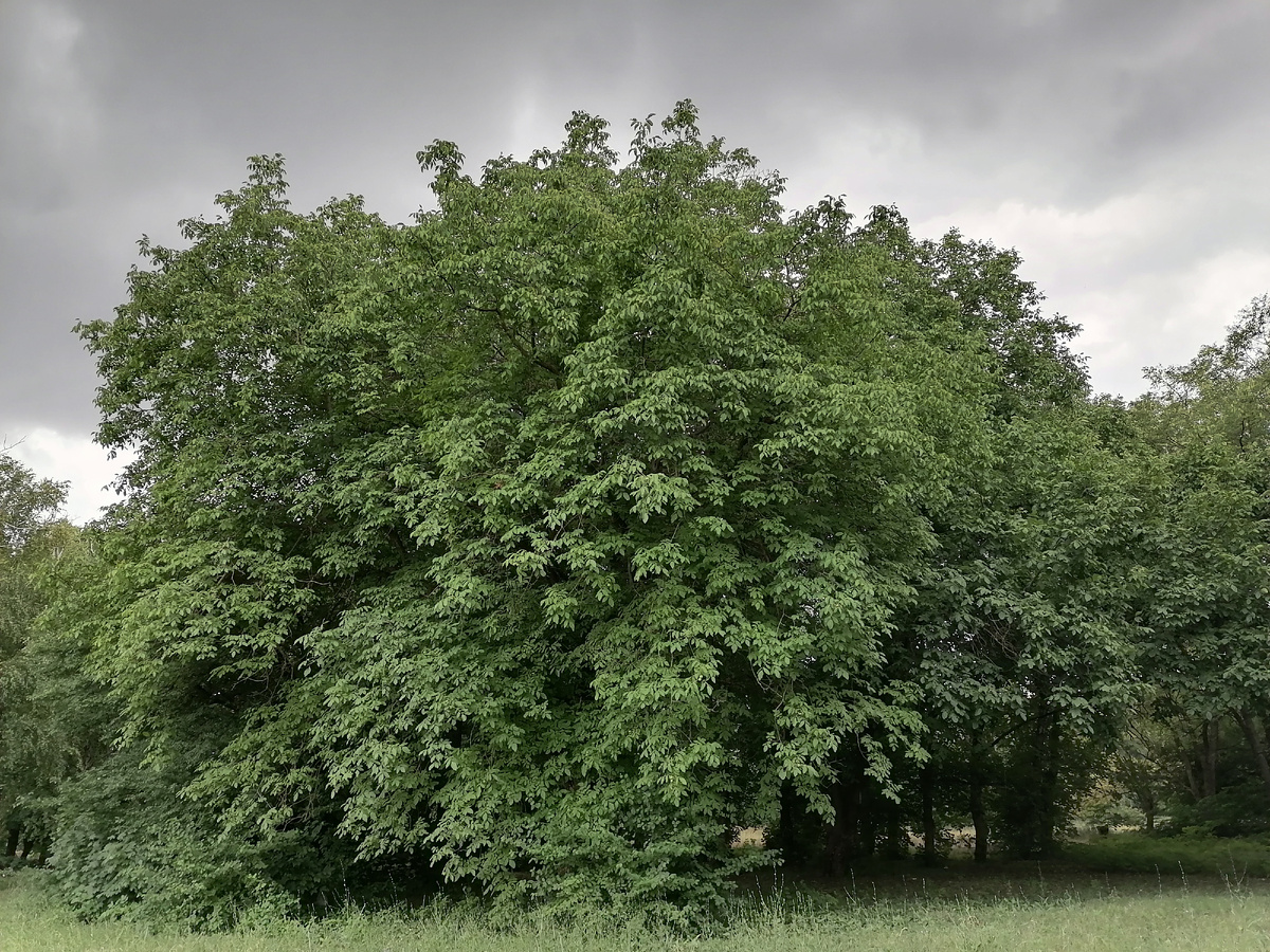 Это группа высоких деревьем в нашем дендропарке