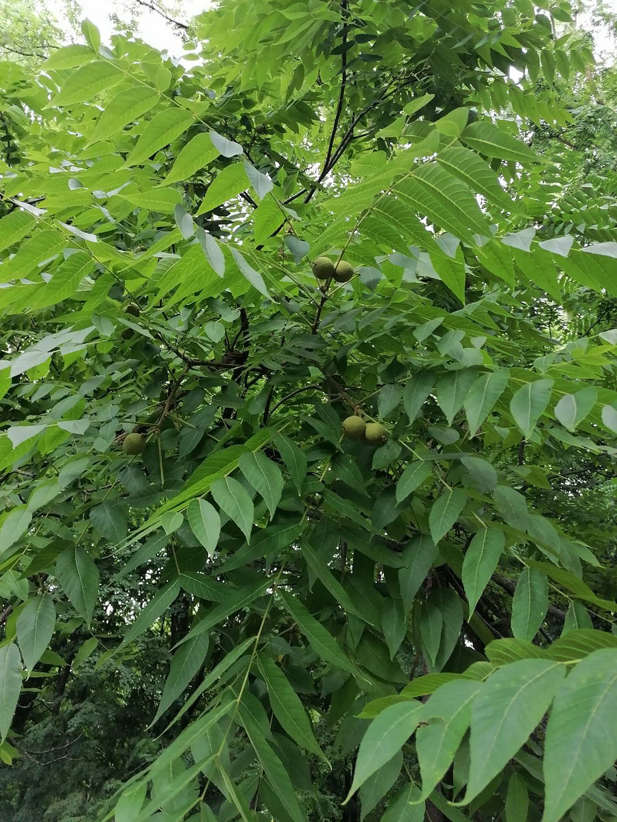С грецким орехом спутать совершенно невозможно