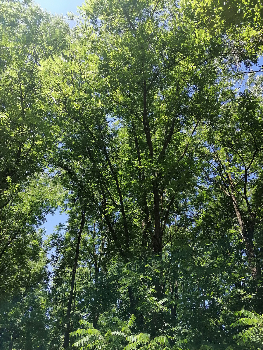 У нас они довольно загущены, это высокие стройные деревья