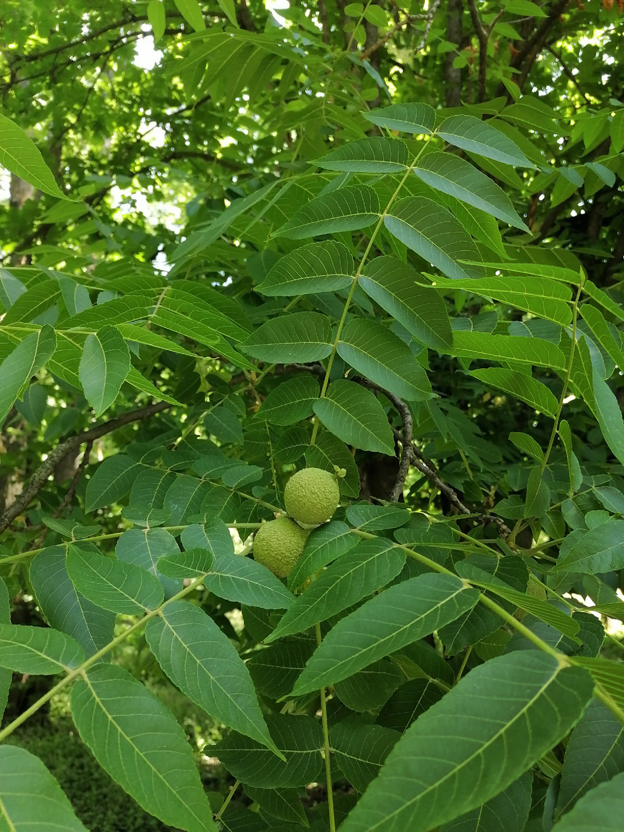 Ну и плоды выглядят иначе