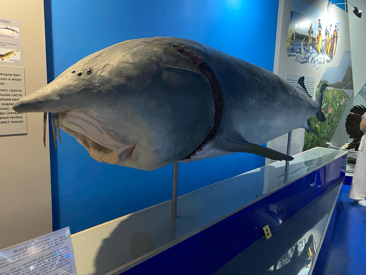 Продолжаем наше путешествие по Астрахани. Сегодня предлагаю заглянуть в Краеведческий музей в зал Ихтио-фауны Каспийского бассейна. Да-да, сегодня будем с Вами говорить о рыбе...