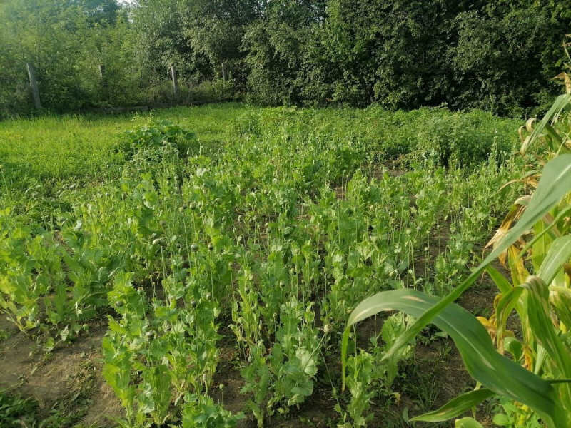    Фото: управление МВД России по Амурской области