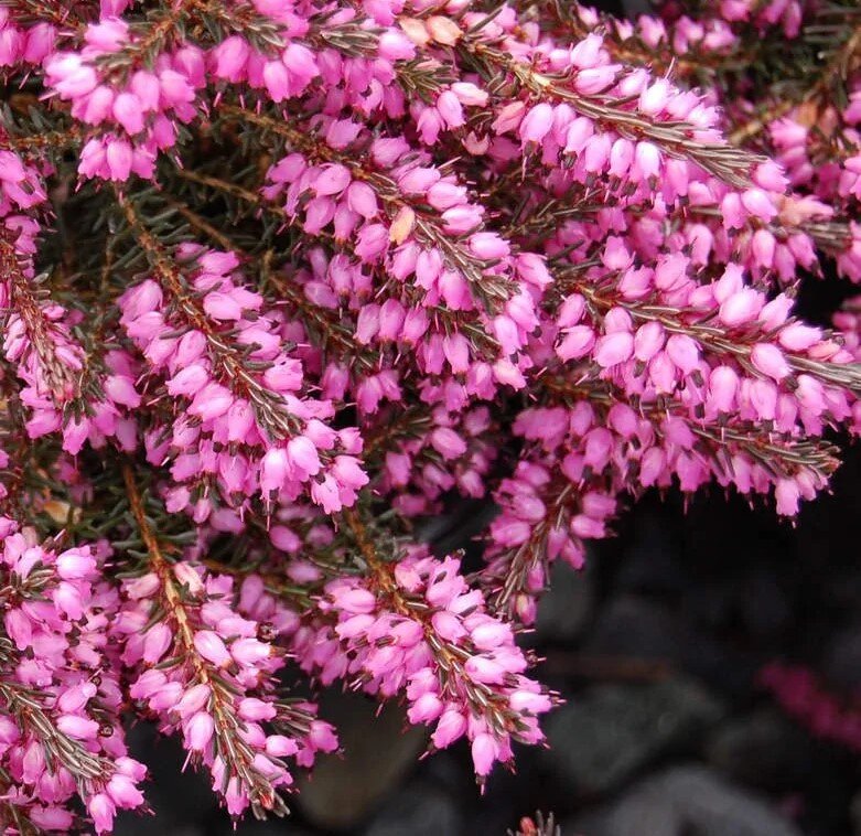 Эрика дарленская Дарлей Дэйл