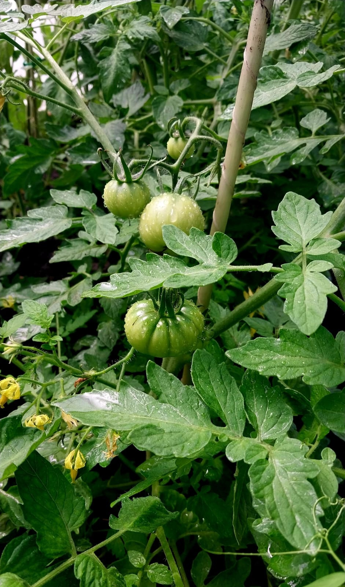 Заросли томатов под укрытием.