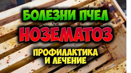 Начинающему пчеловоду. Нозематоз пчел. Профилактика. Лечение. Симптомы.Ошибки начинающих пчеловодов.