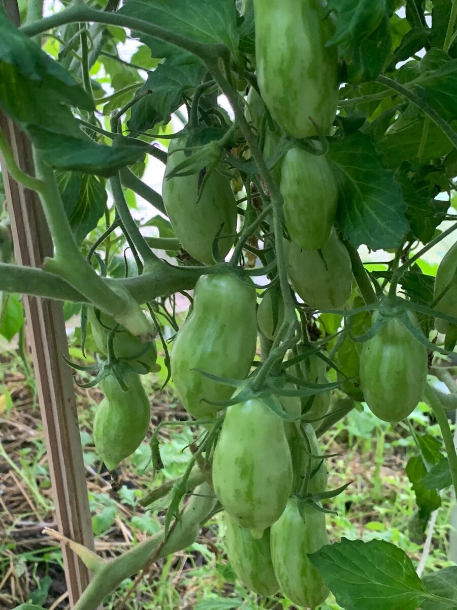 томат в открытом грунте