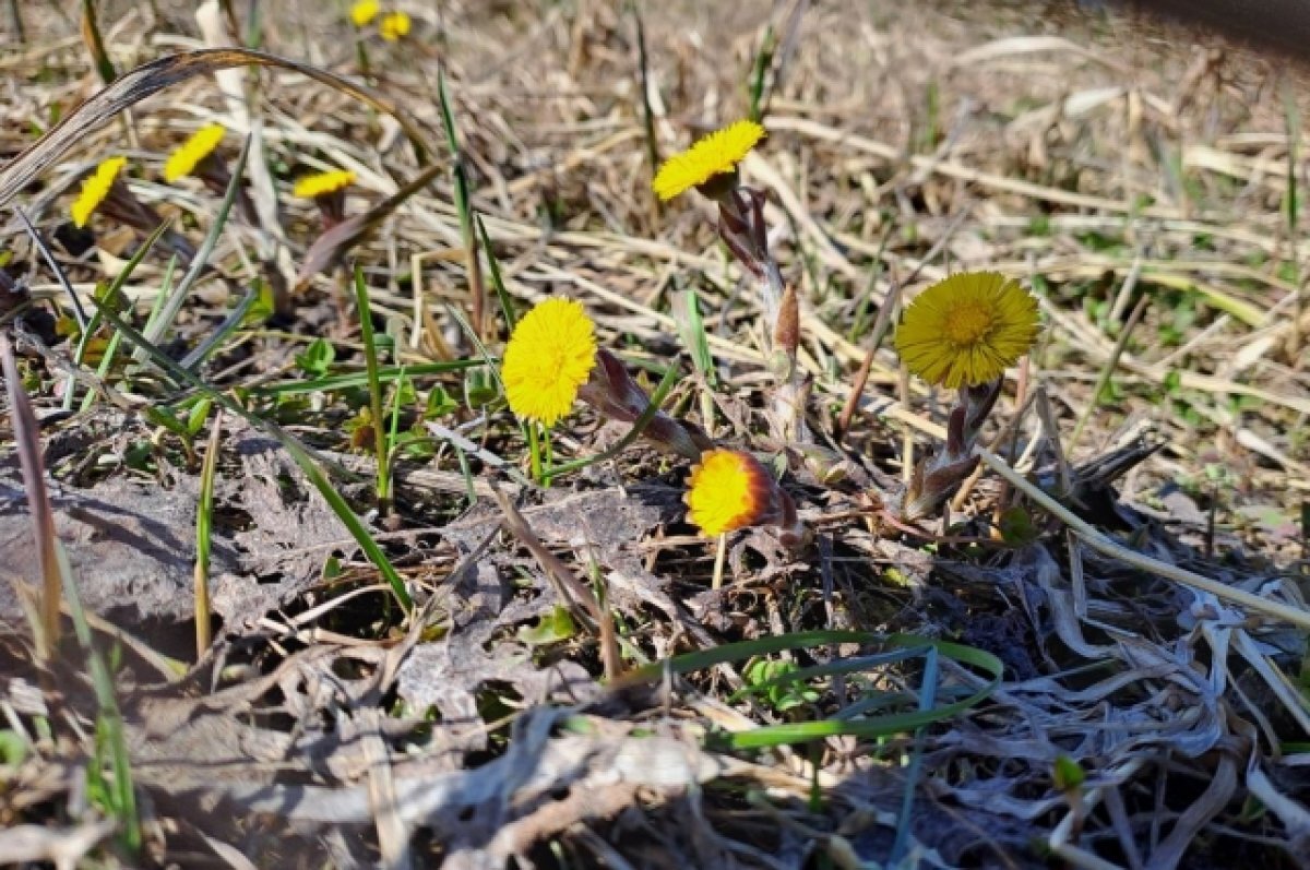    В Иркутск идёт весна. Рассказываем о погоде на апрель.