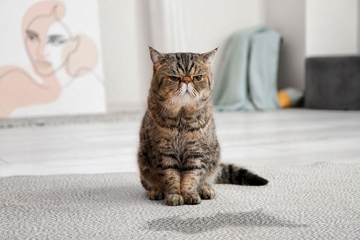 И не надо на меня так смотреть! Не моя это работа, но я знаю, кто это сделал. Подсыпь корма — расскажу