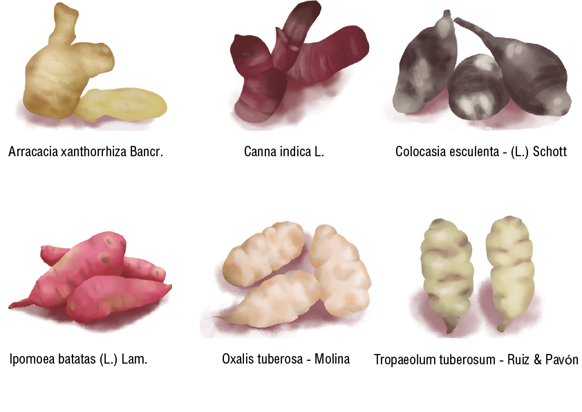 Андские корнеплоды