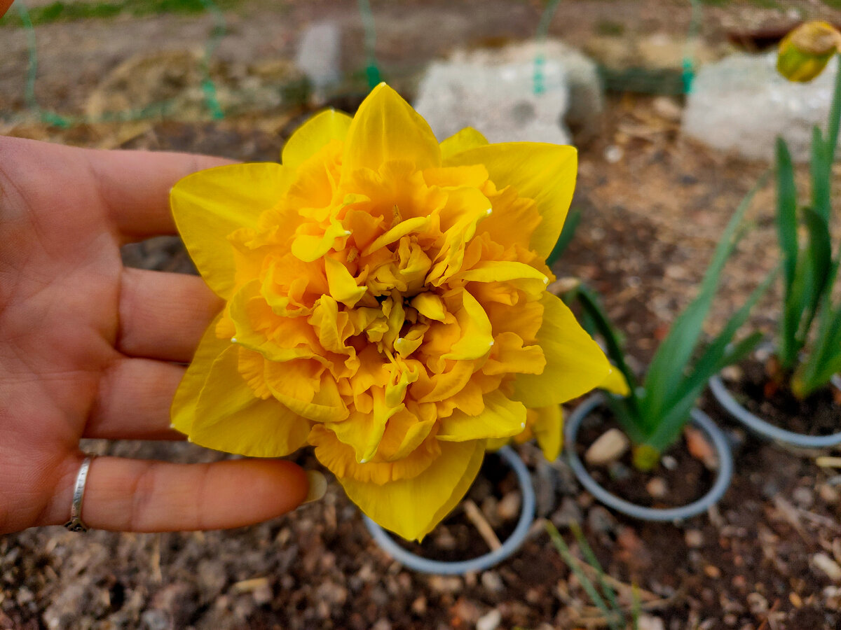 Кажется эти я привезла из Ростова от Людмилы