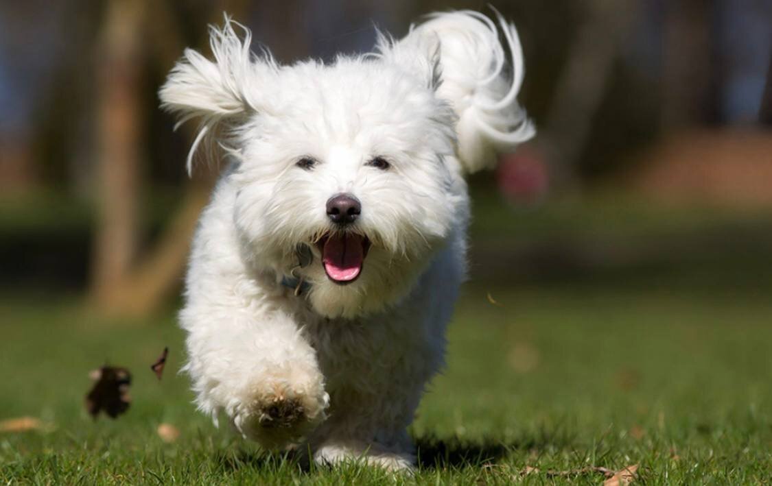 Умная собака. Бордер колли порода щенки. Порода бордер колли. Бордер-колли породы собак. Три умных пород собак.