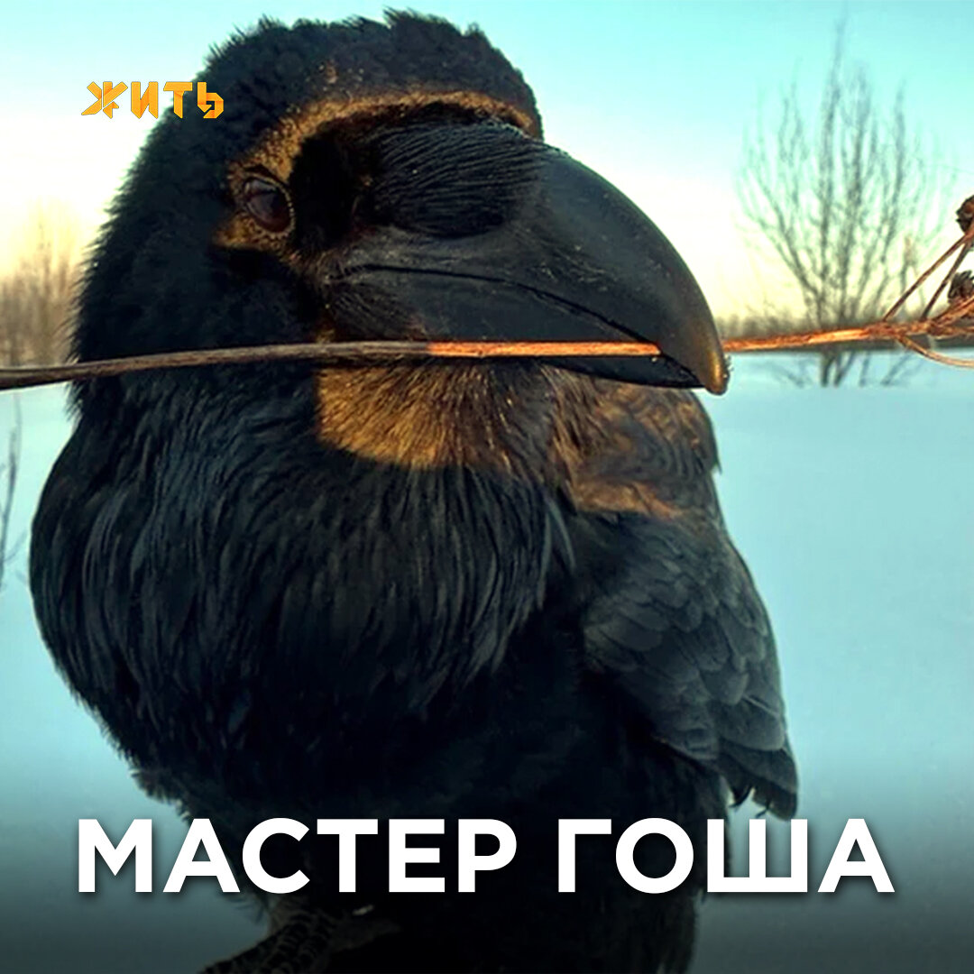 Воронёнок-сирота, потеряв родителей, попал в руки Александра Чугайнова из Пермского края.  
Молодой человек нашёл птенца в лесу после грозы. Молния ударила в дерево, где было свито птичье гнездо. Александр услышал жалобный писк и забрал ворона к себе, иначе птица точно погибла бы.

Он назвал ворона Гошей и постепенно научил птицу многим удивительным вещам: выполнению команд, знанию цветов, названию предметов и многому другому. А еще завел блог, где снимает и публикует ролики о жизни своего пернатого питомца. 

И вот Гоша снова удивил своего хозяина и подписчиков... Он обыграл своего хозяина в крестики-нолики!

Хотели бы сыграть с таким соперником?
