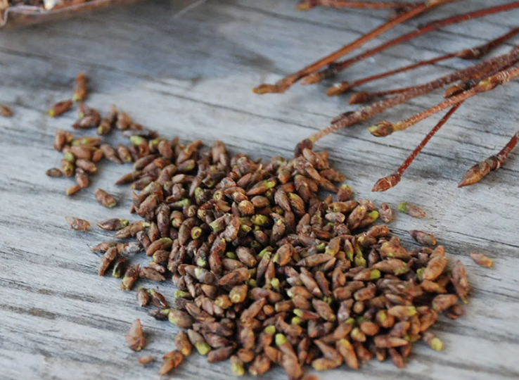 Совет гастроботаника: "Ешьте почки растений весной". Чем они полезны и как правильно их собирать. Надо уже начинать