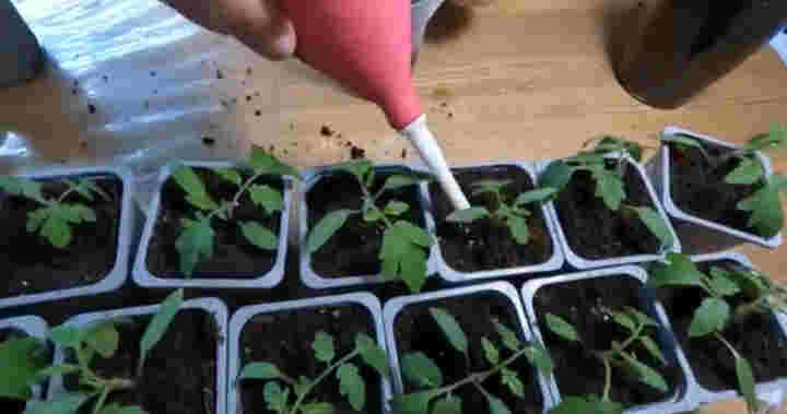 Подкормка рассады томатов