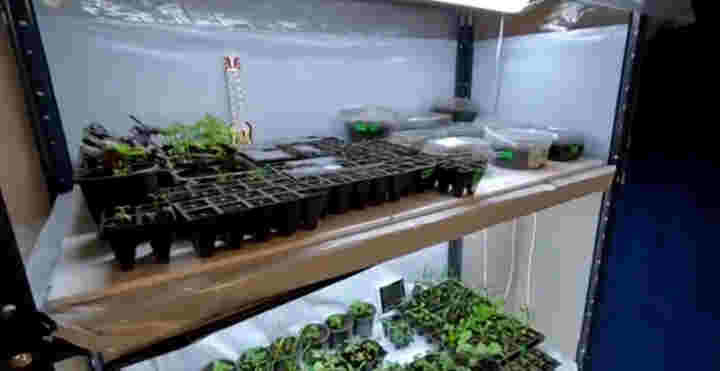 Досвечивание рассады фито лампой