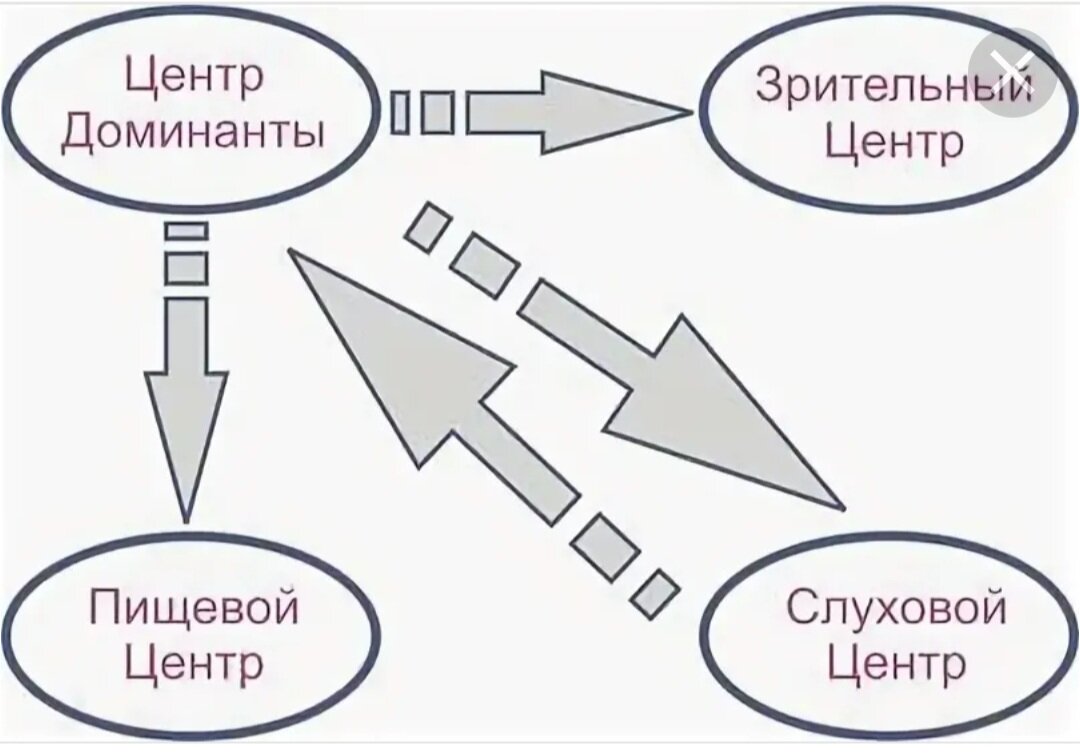 Статья: Термин Доминанта в нейропсихологии. Роль в жизни человека | Сайт  психологов b17.ru | Дзен