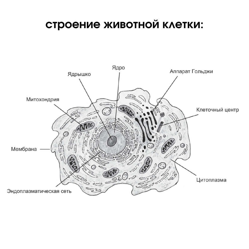 Строение животной клетки