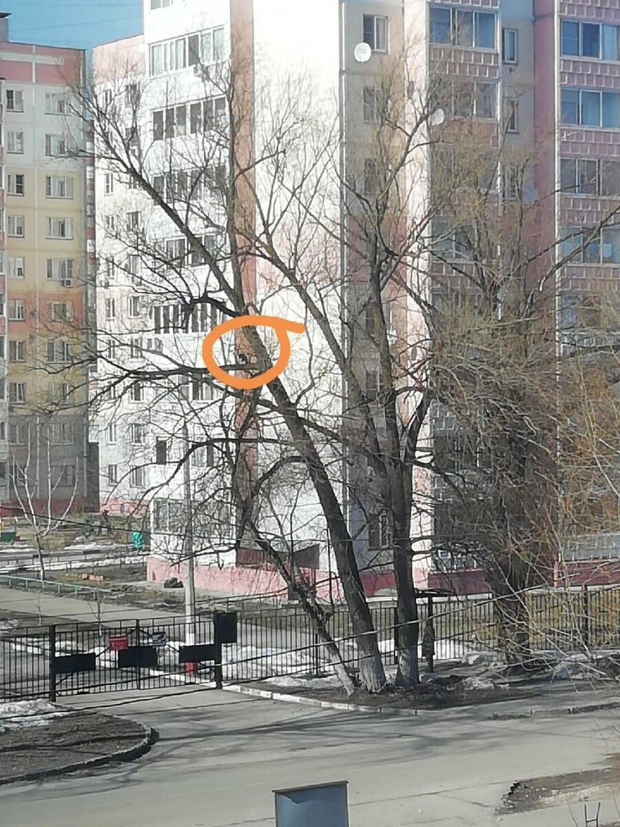 Чёрно-белый пушистик 27 марта залез на дерево на улице Бугрова в городе Орехово-Зуево. Вскарабкался примерно на высоту четвёртого этажа, а слезть самостоятельно уже не смог — испугался.-1-2