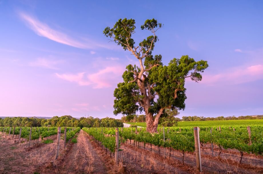 Где-то на виноградниках Австралии (источник - www.decanter.com)