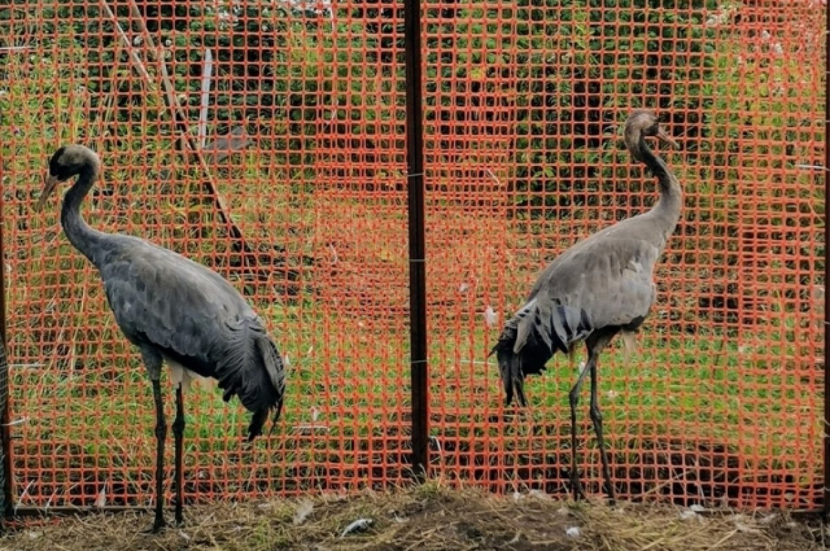    Волонтёры в Кирове спасают двух журавлей Иванушку и Журочку